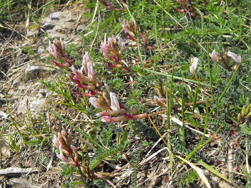 Astragalus monspessulanus / Astragalo di Montpellier