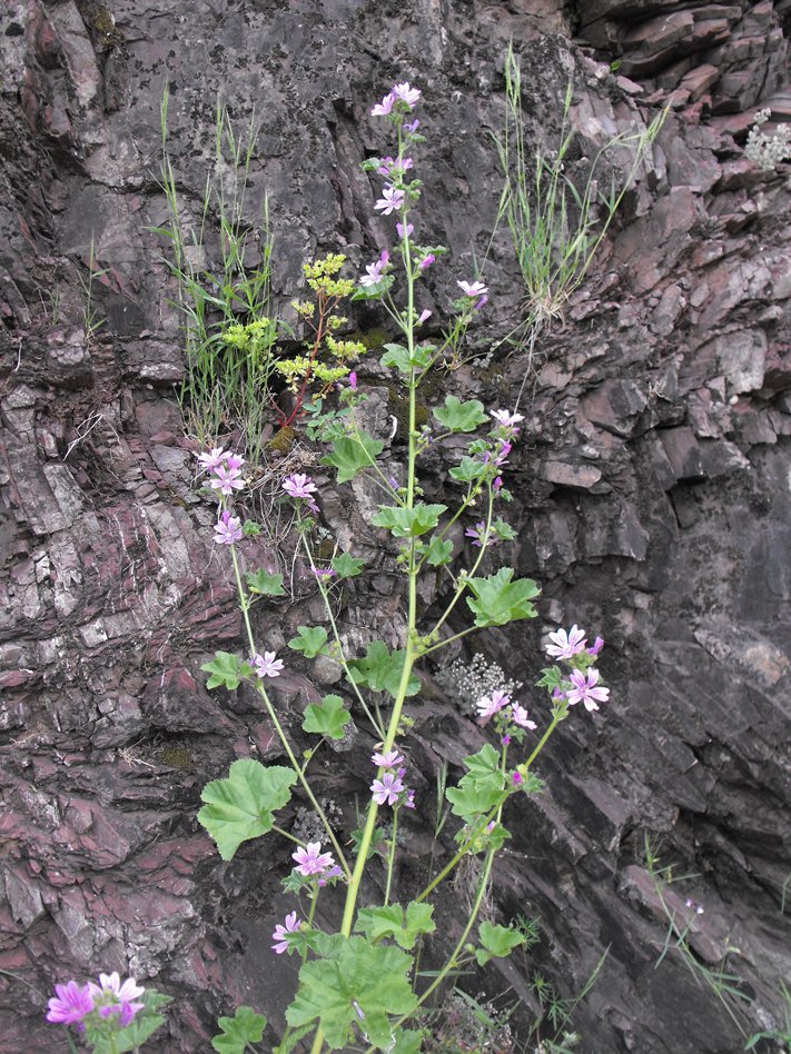 Malva sylvestris L.