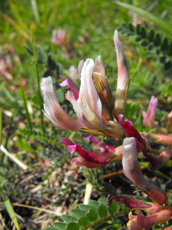 Astragalus monspessulanus / Astragalo di Montpellier