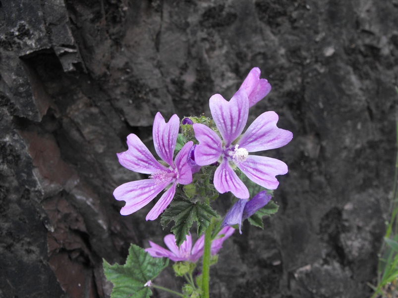 Malva sylvestris L.