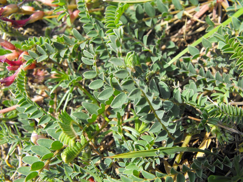 Astragalus monspessulanus / Astragalo di Montpellier