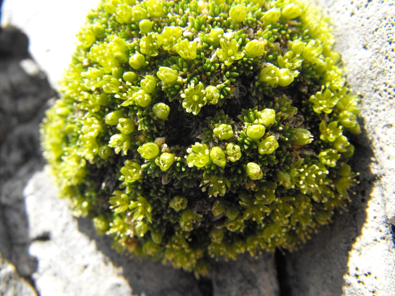 Minuartia sedoides (L.) Hiern