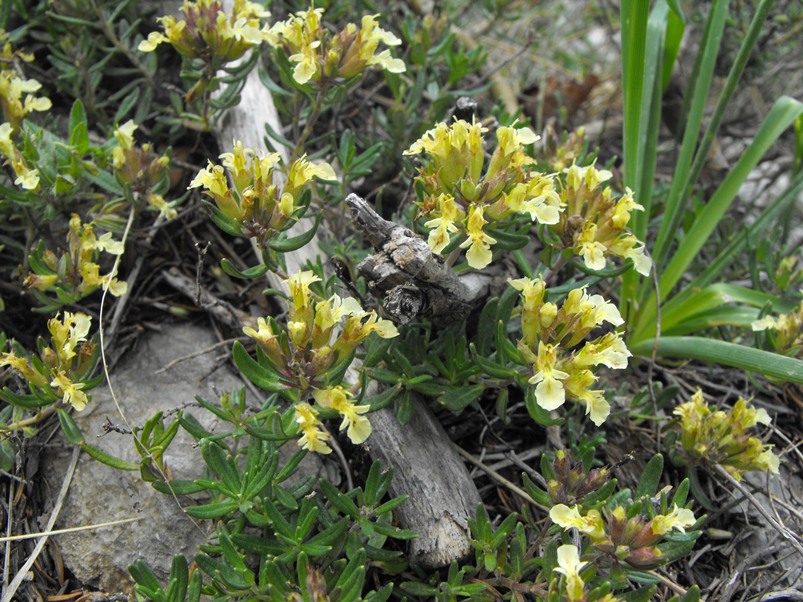 Teucrium montanum L.