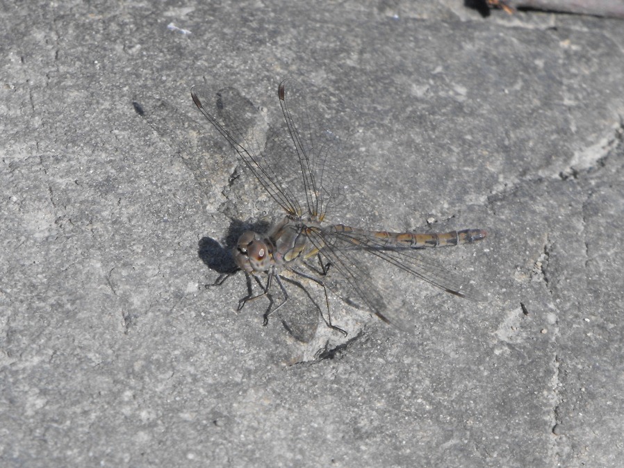 Sympetrum da determinare