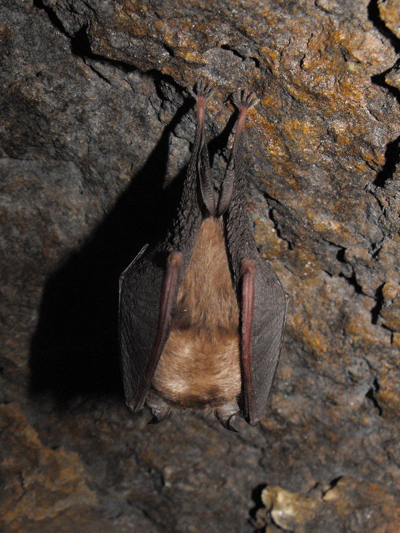 Rhinolophus sp. - Val Graveglia (GE)