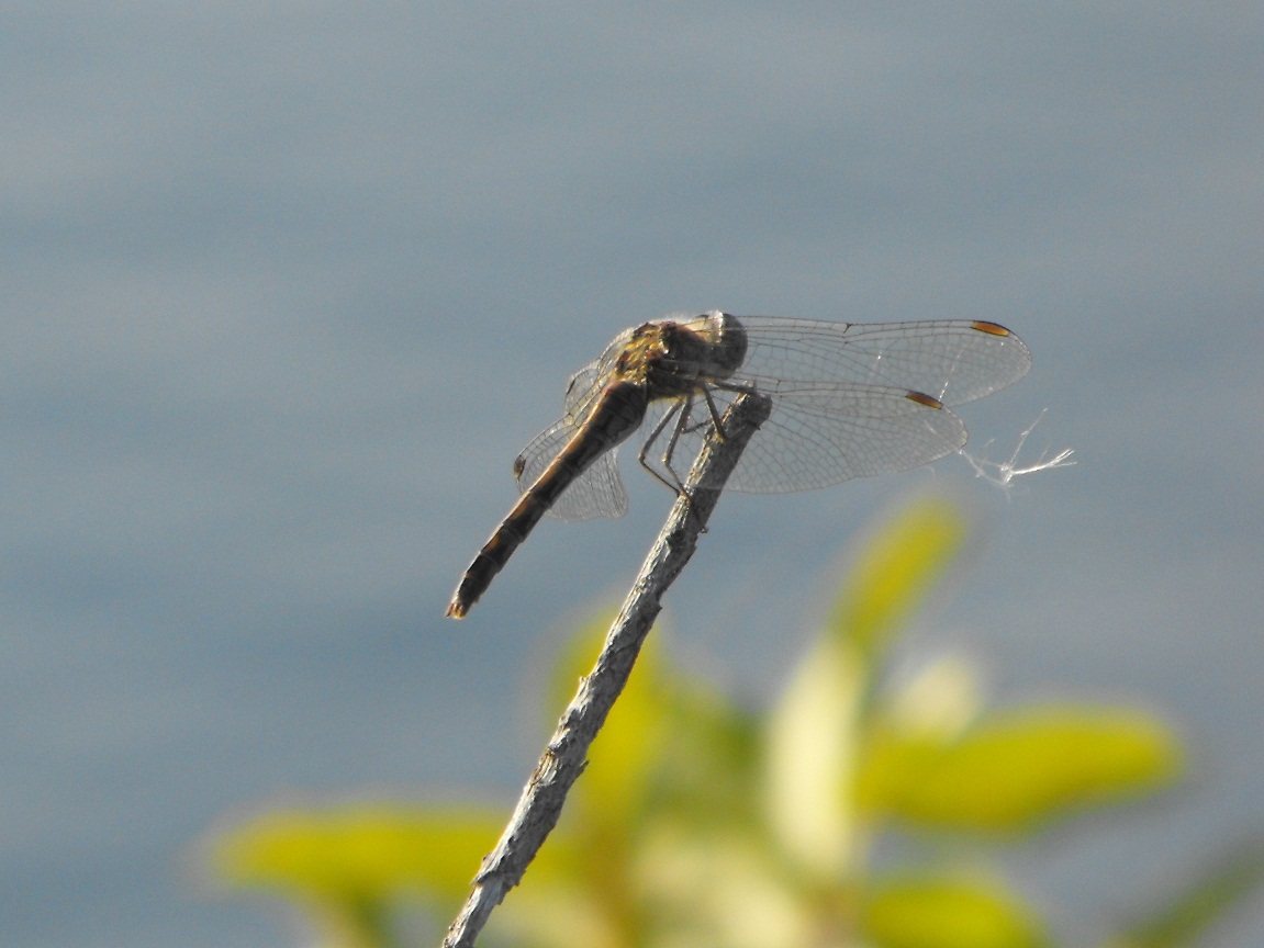 Sympetrum da determinare