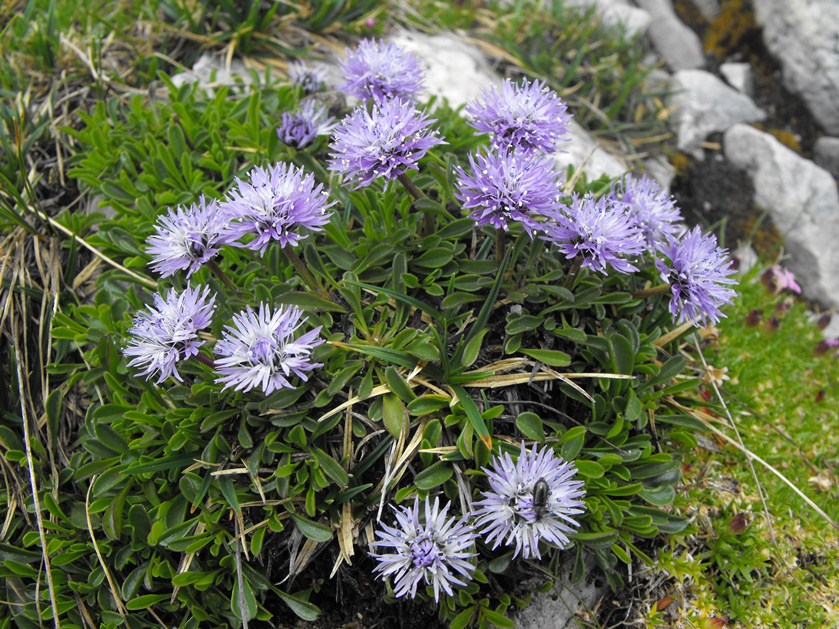 Globularia da determinare: Globularia cordifolia