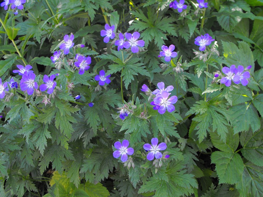 Geranium sylvaticum / Geranio silvano