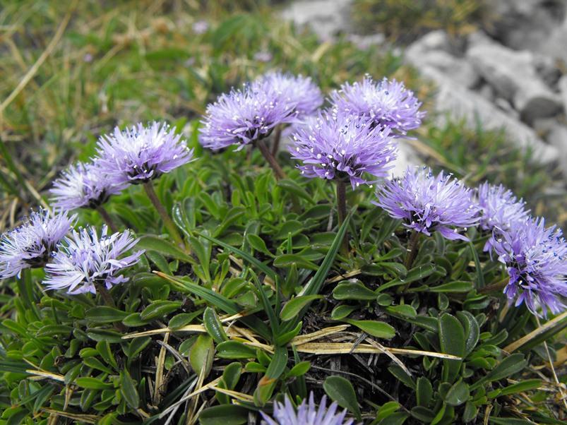 Globularia da determinare: Globularia cordifolia