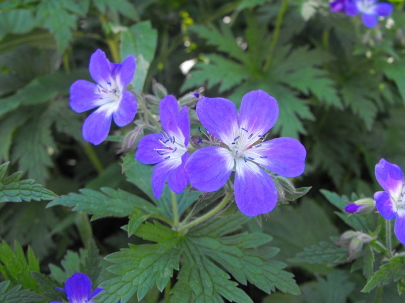 Geranium sylvaticum / Geranio silvano