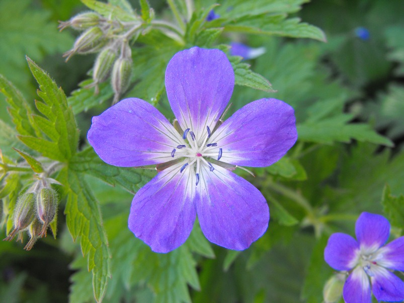 Geranium sylvaticum / Geranio silvano