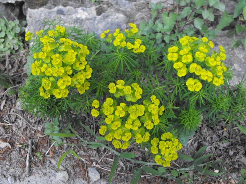 Euphorbia cyparissias