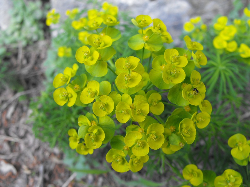 Euphorbia cyparissias