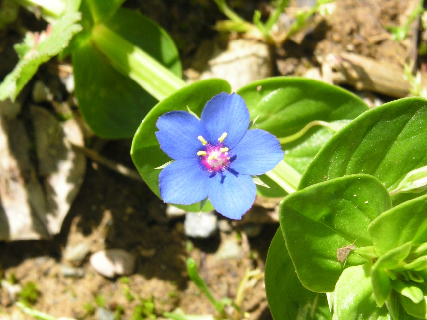 Lysimachia (=Anagallis) arvensis