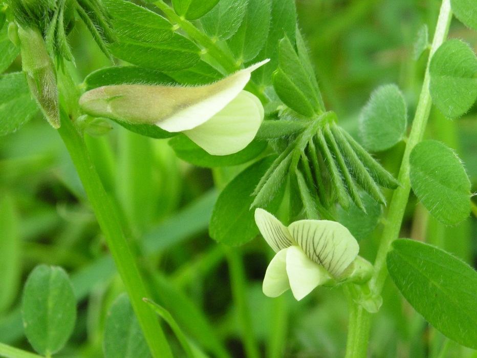 Vicia hybrida L.