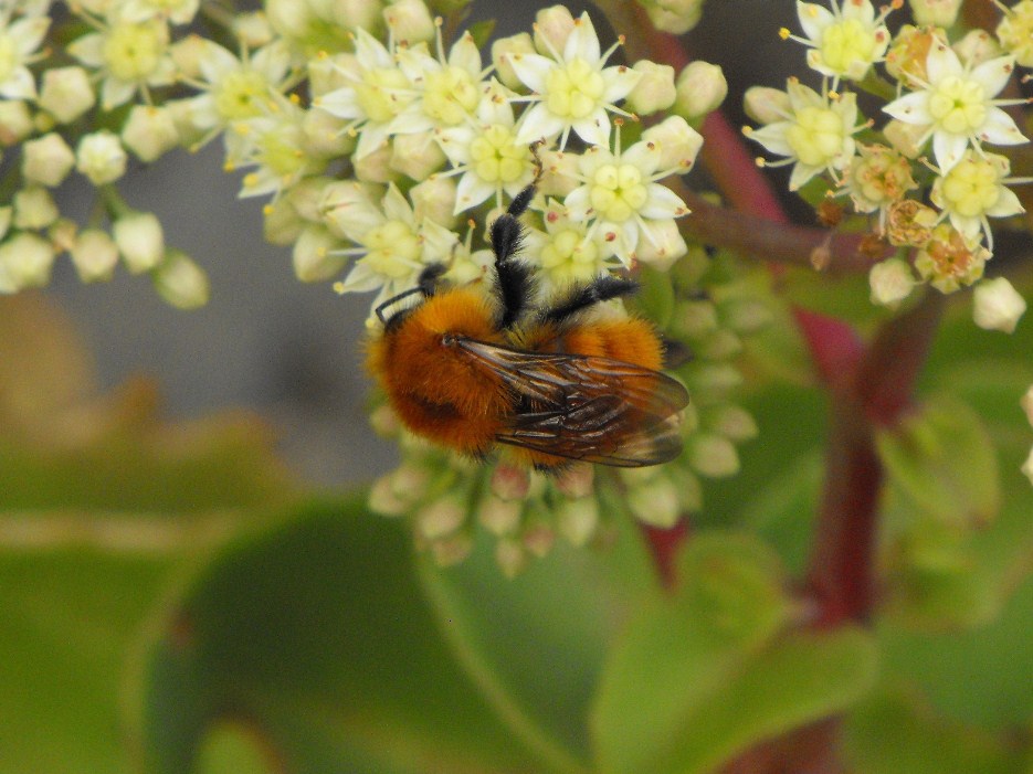 Bombus cfr pascuorum