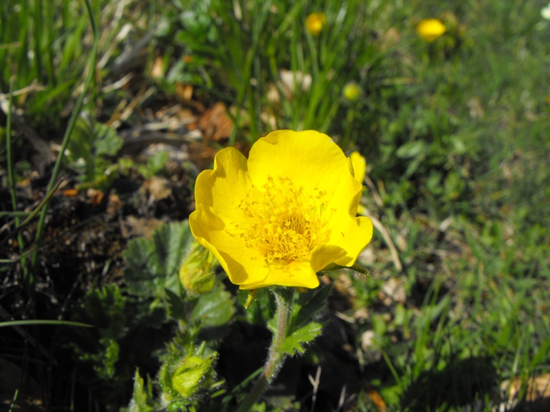 Geum montanum