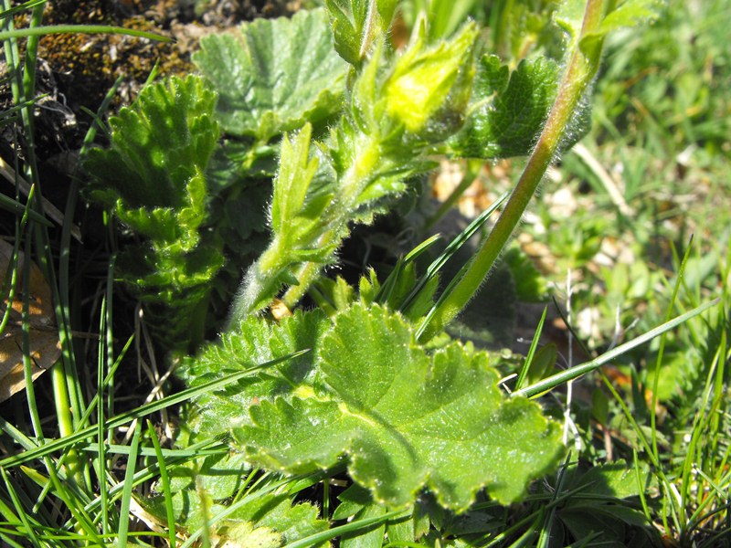 Geum montanum