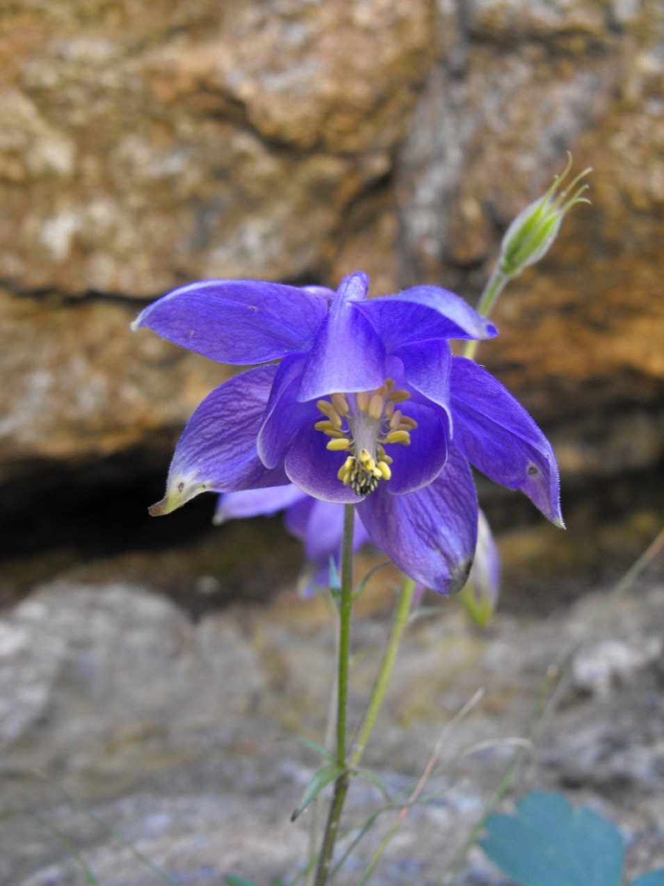 Aquilegia ophiolitica Barberis & E. Nardi