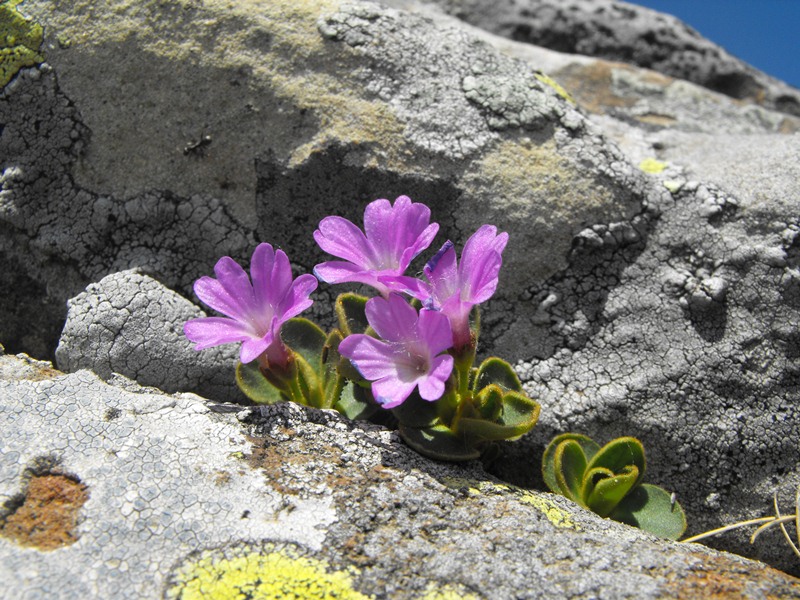 Primula apennina