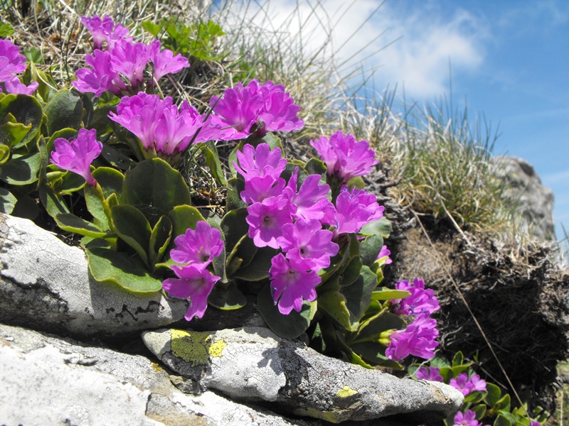 Primula apennina