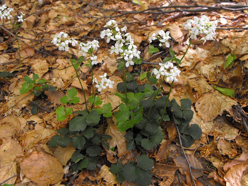 Cardamine trifolia / Dentaria a tre foglie