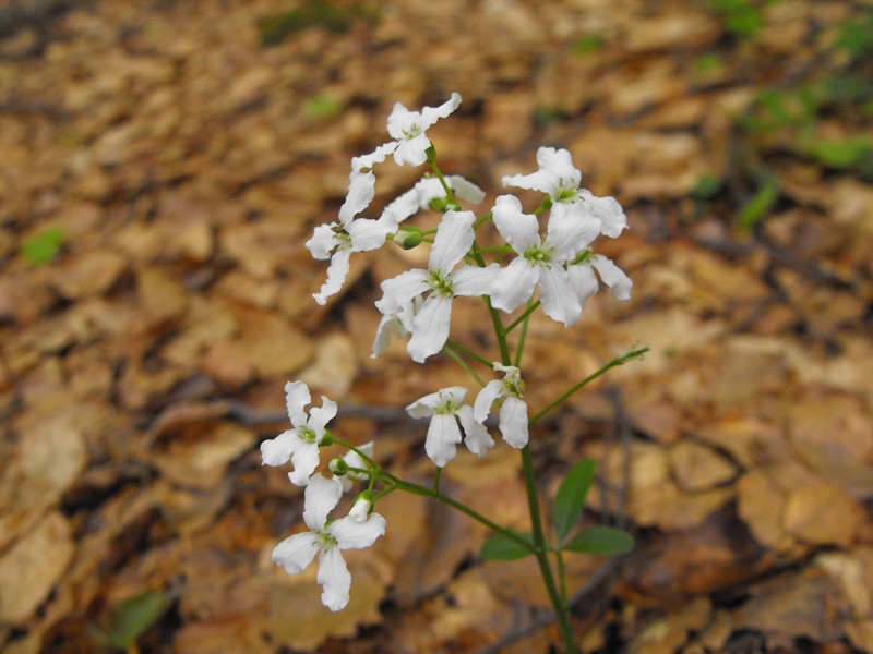 Cardamine trifolia / Dentaria a tre foglie