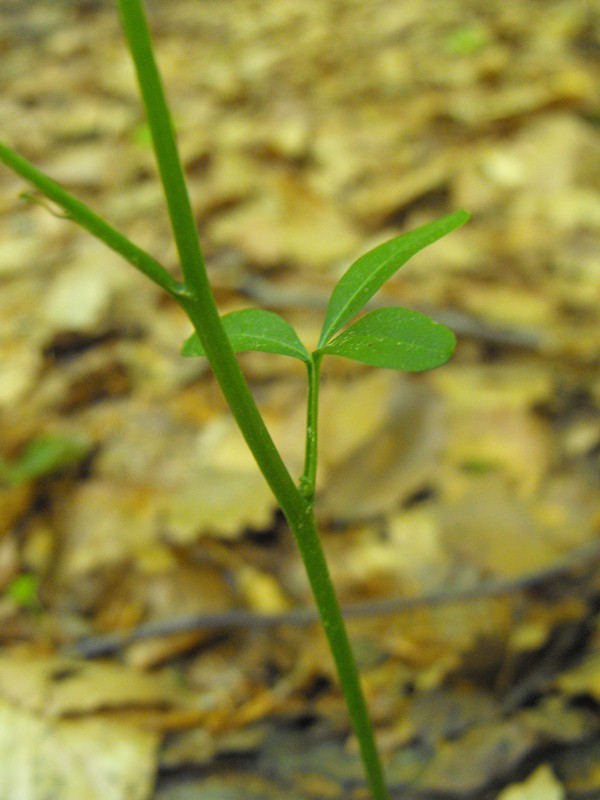 Cardamine trifolia / Dentaria a tre foglie