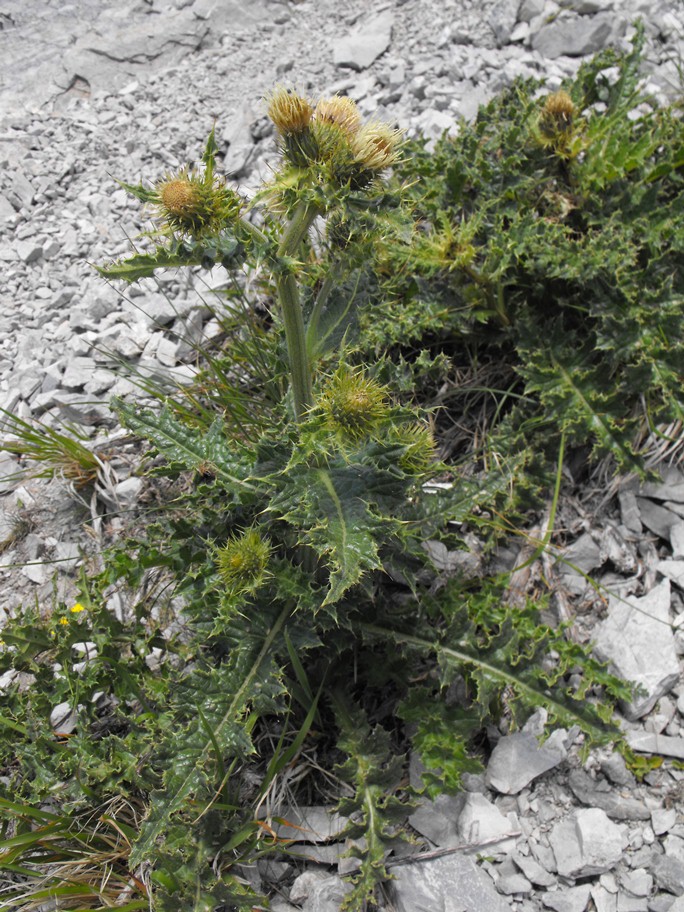 Cirsium bertolonii / Cardo di Bertoloni