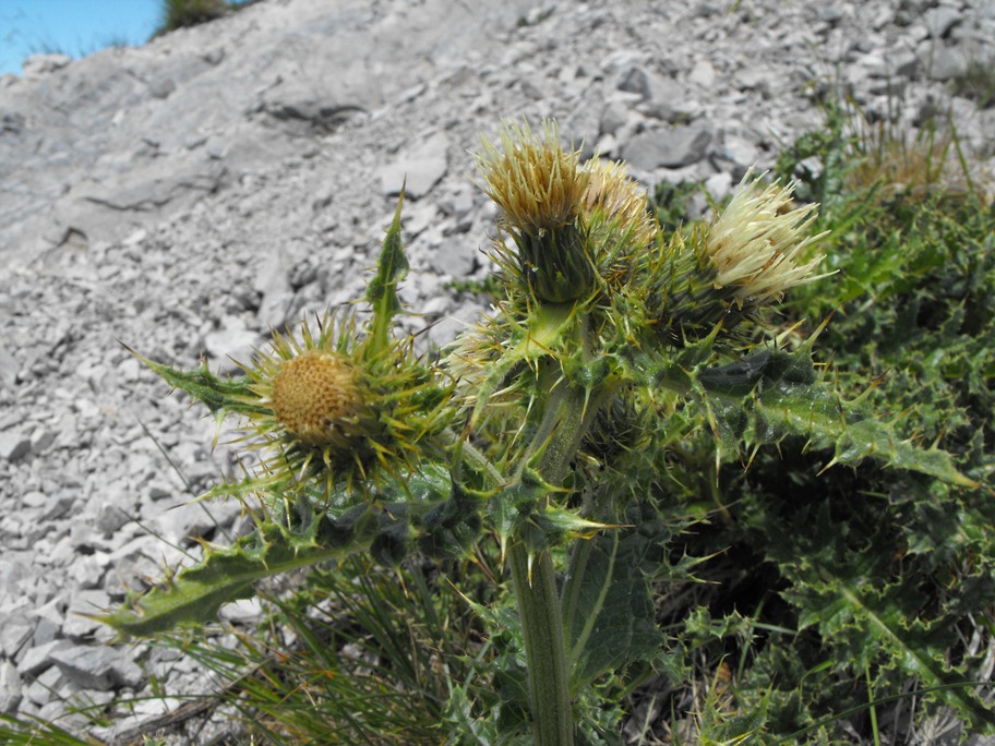 Cirsium bertolonii / Cardo di Bertoloni