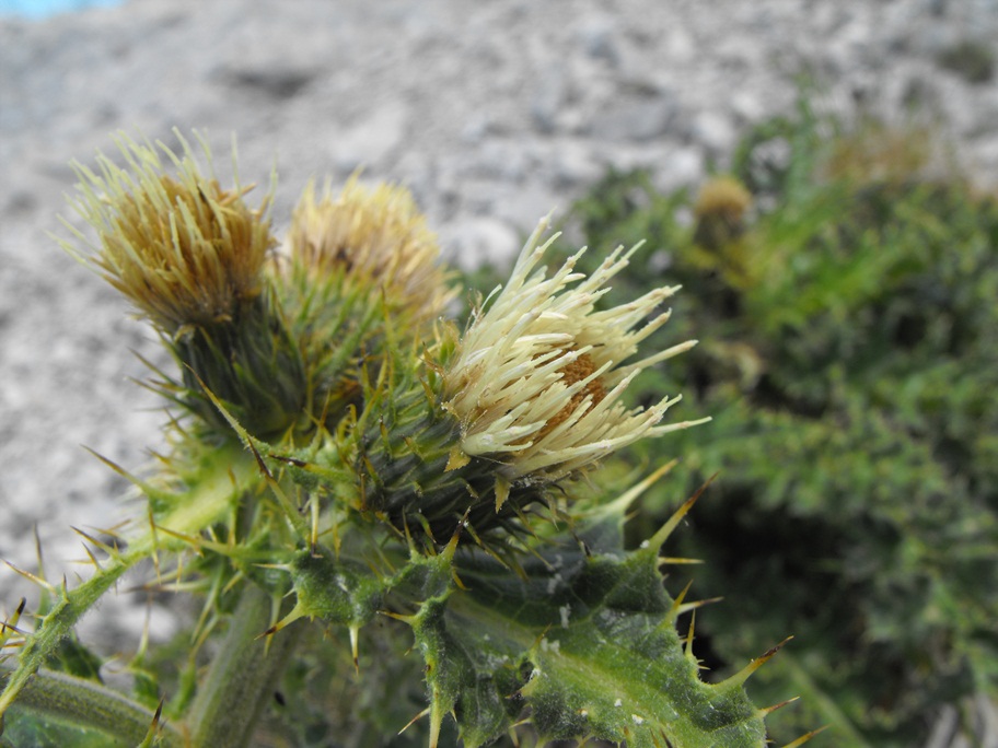 Cirsium bertolonii / Cardo di Bertoloni