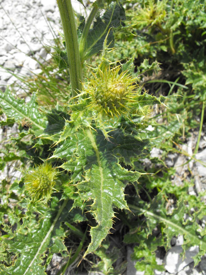 Cirsium bertolonii / Cardo di Bertoloni