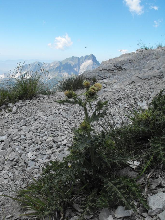 Cirsium bertolonii / Cardo di Bertoloni