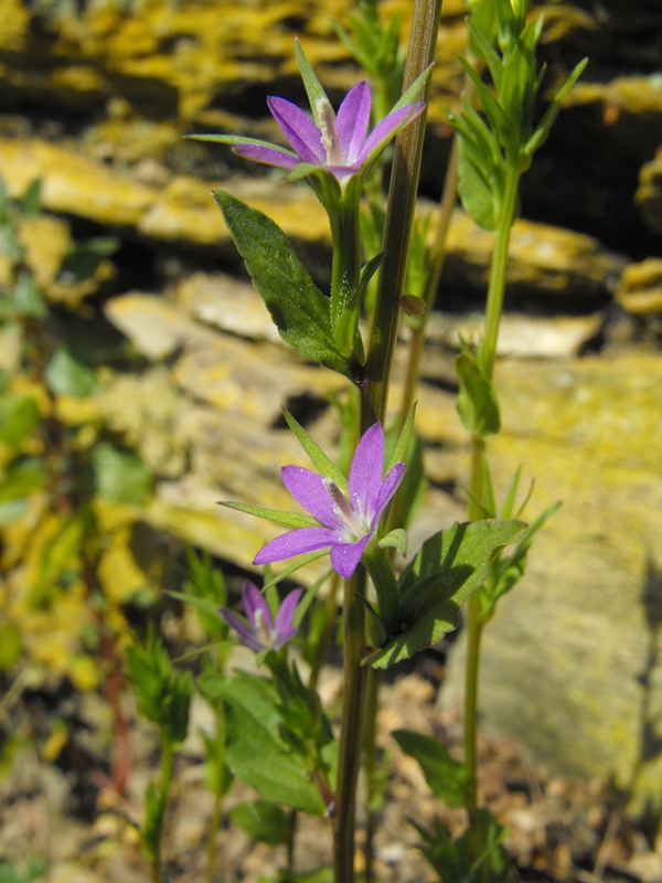 Legousia falcata / Specchio di Venene minore