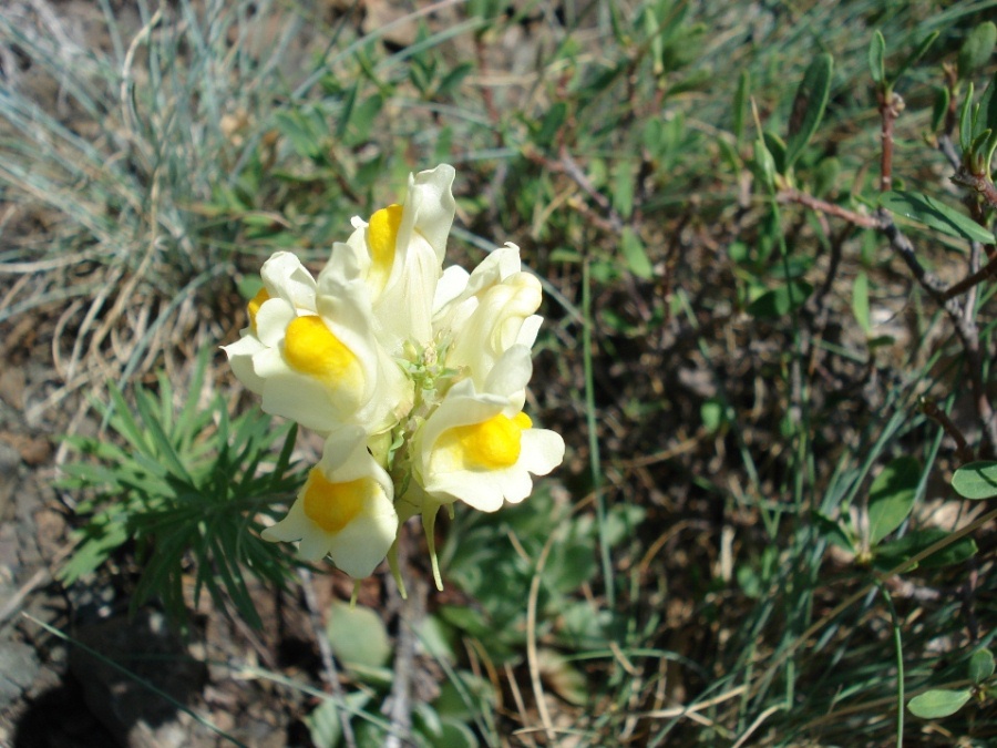 Linaria vulgaris