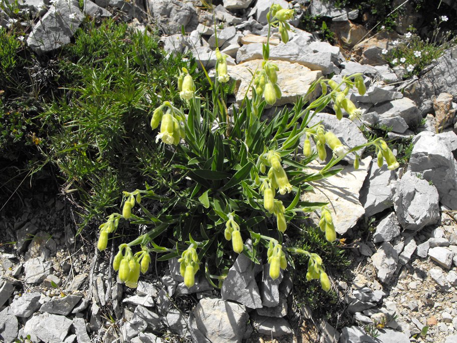 Alpi Apuane:  Silene lanuginosa