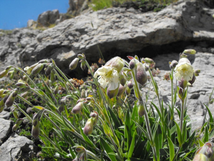 Alpi Apuane:  Silene lanuginosa