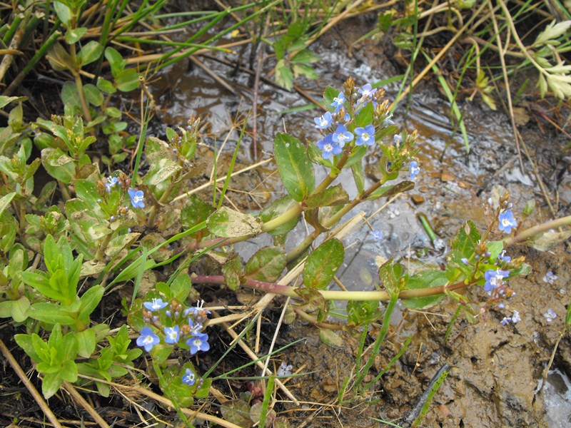 Veronica beccabunga