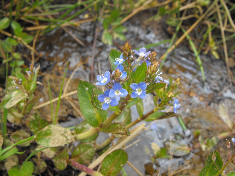 Veronica beccabunga