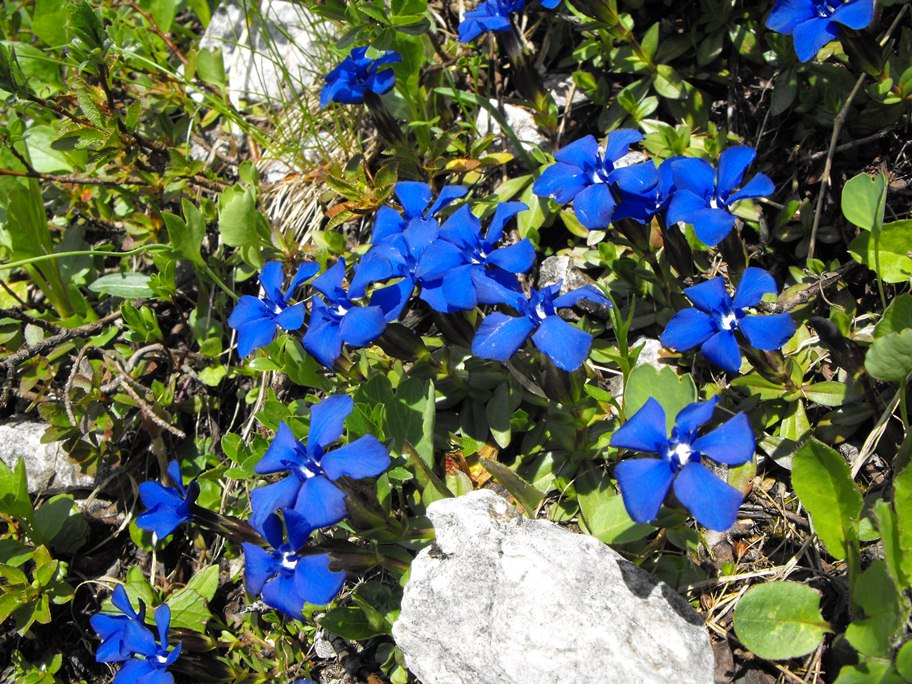 Gentiana verna