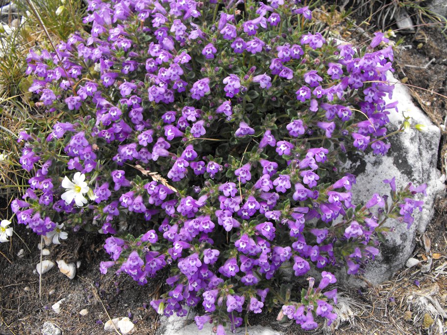 Ziziphora granatensis subsp. alpina (=Acinos alpinus) / Acino alpino