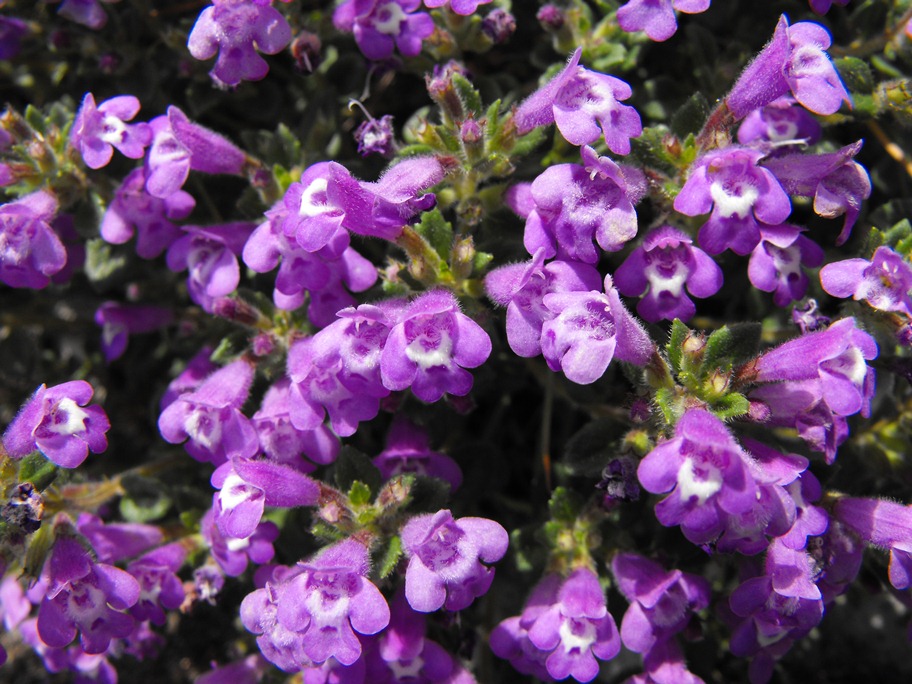 Ziziphora granatensis subsp. alpina (=Acinos alpinus) / Acino alpino