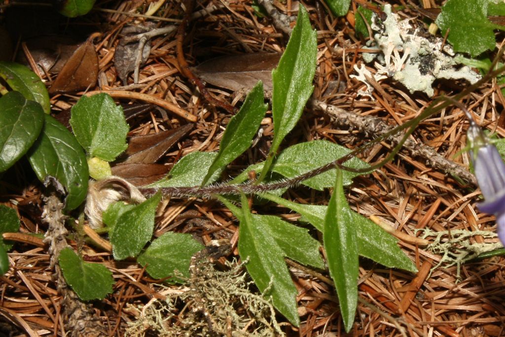 Campanula cochleariifolia