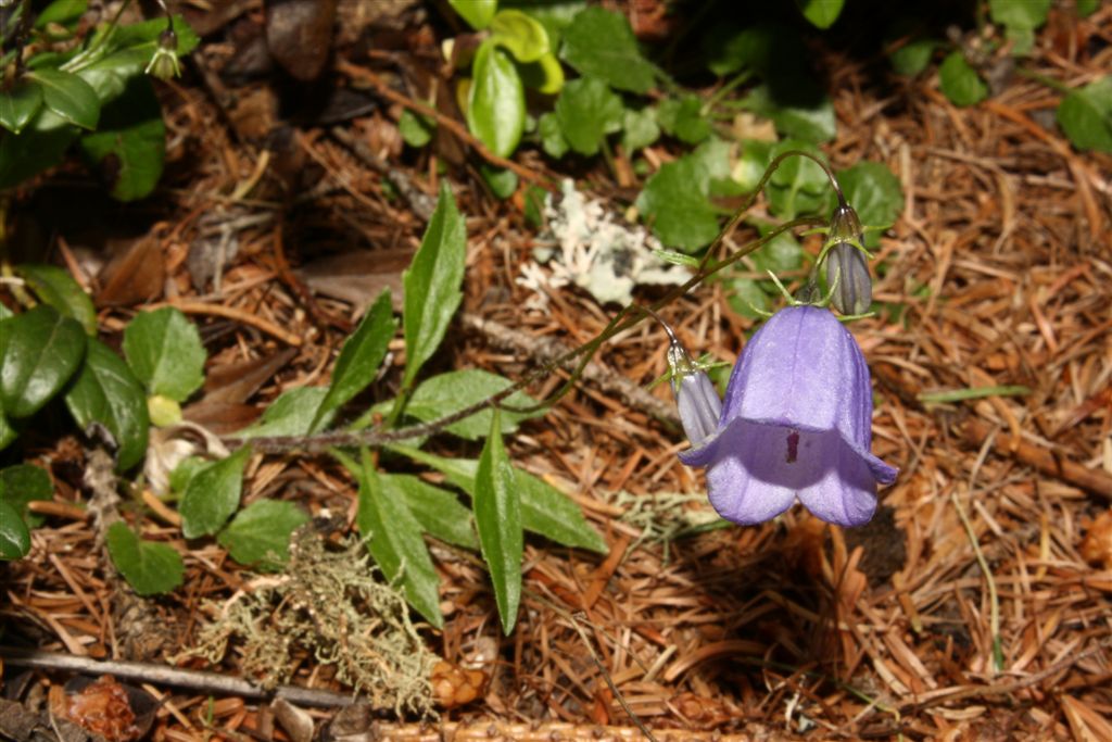 Campanula cochleariifolia