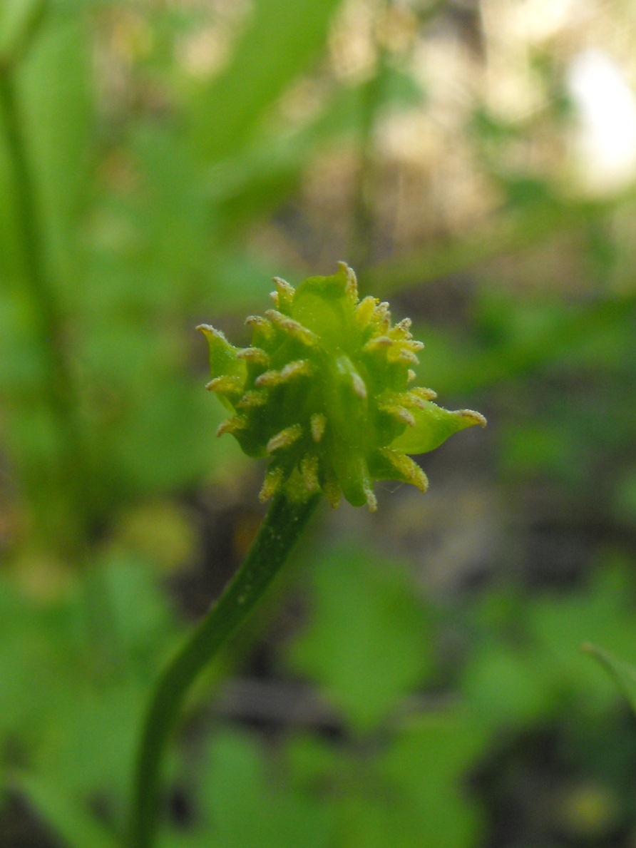 Ranunculus da determinare