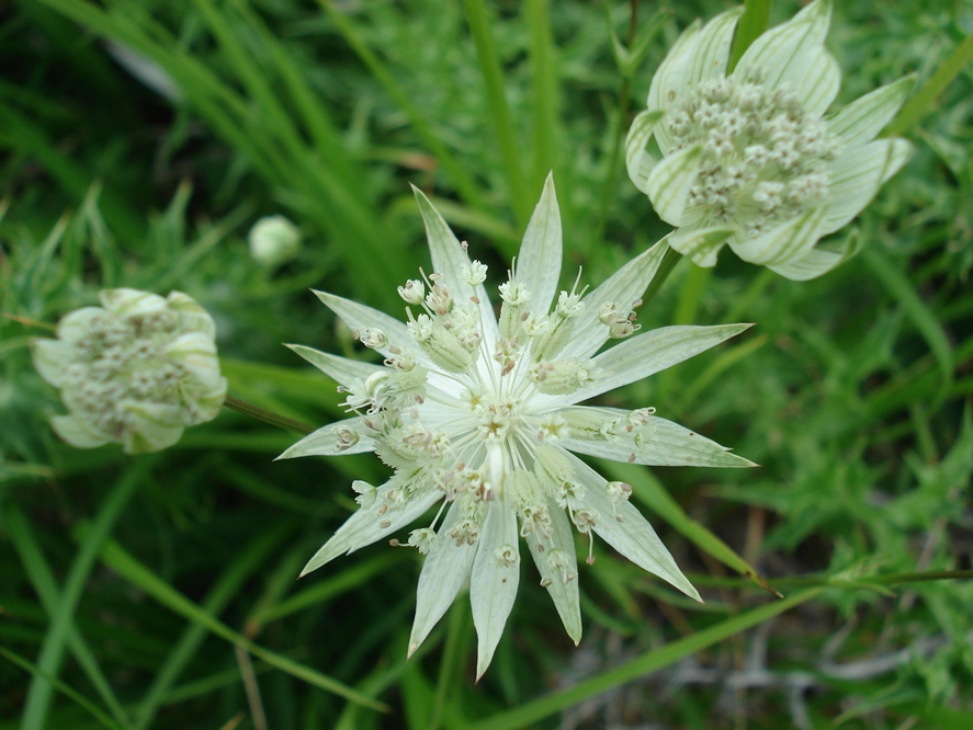 Astrantia pauciflora subsp. pauciflora / Astranzia degli Appennini