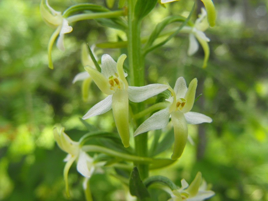 Una platanthera bifolia strana