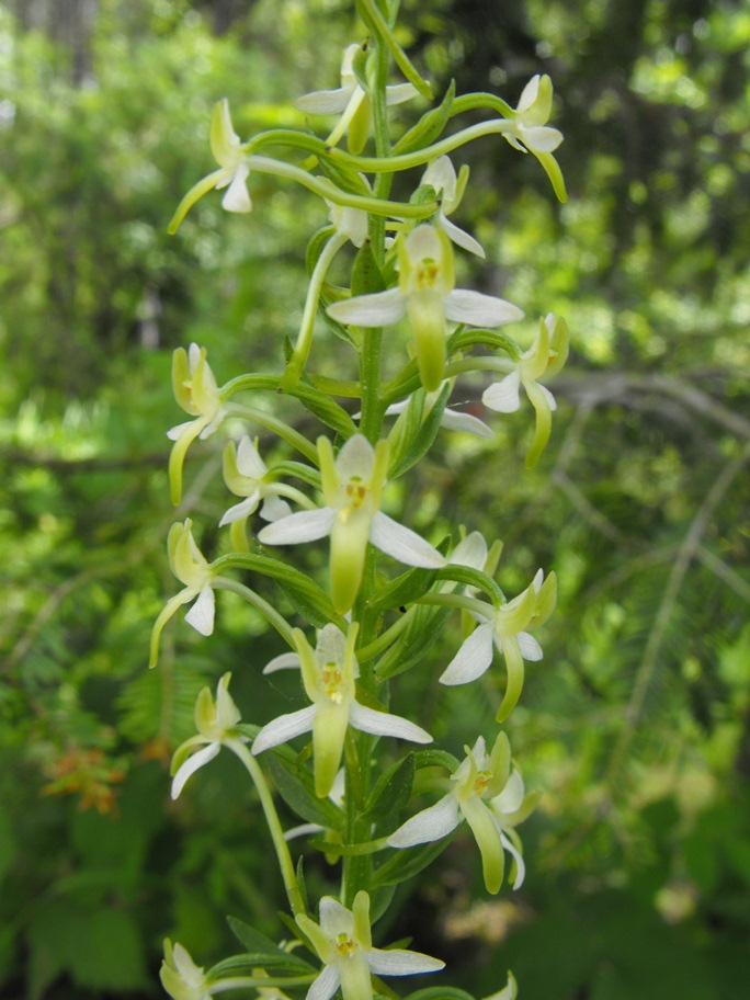 Una platanthera bifolia strana