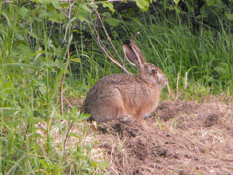 Lepus europaeus - Appennino Tosco-Emiliano