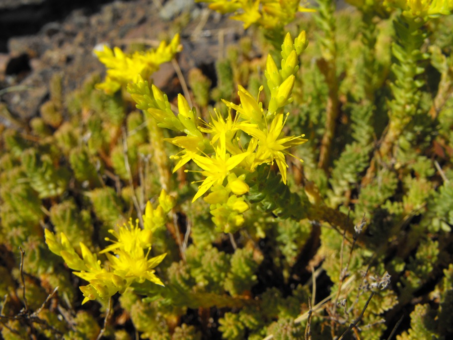 Sedum acre